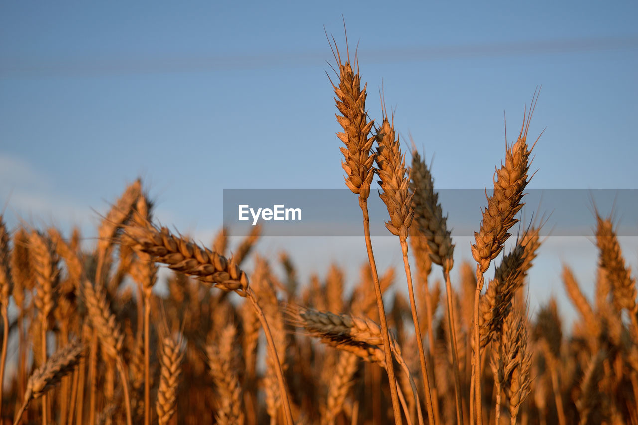 Wheat crops in field against sky