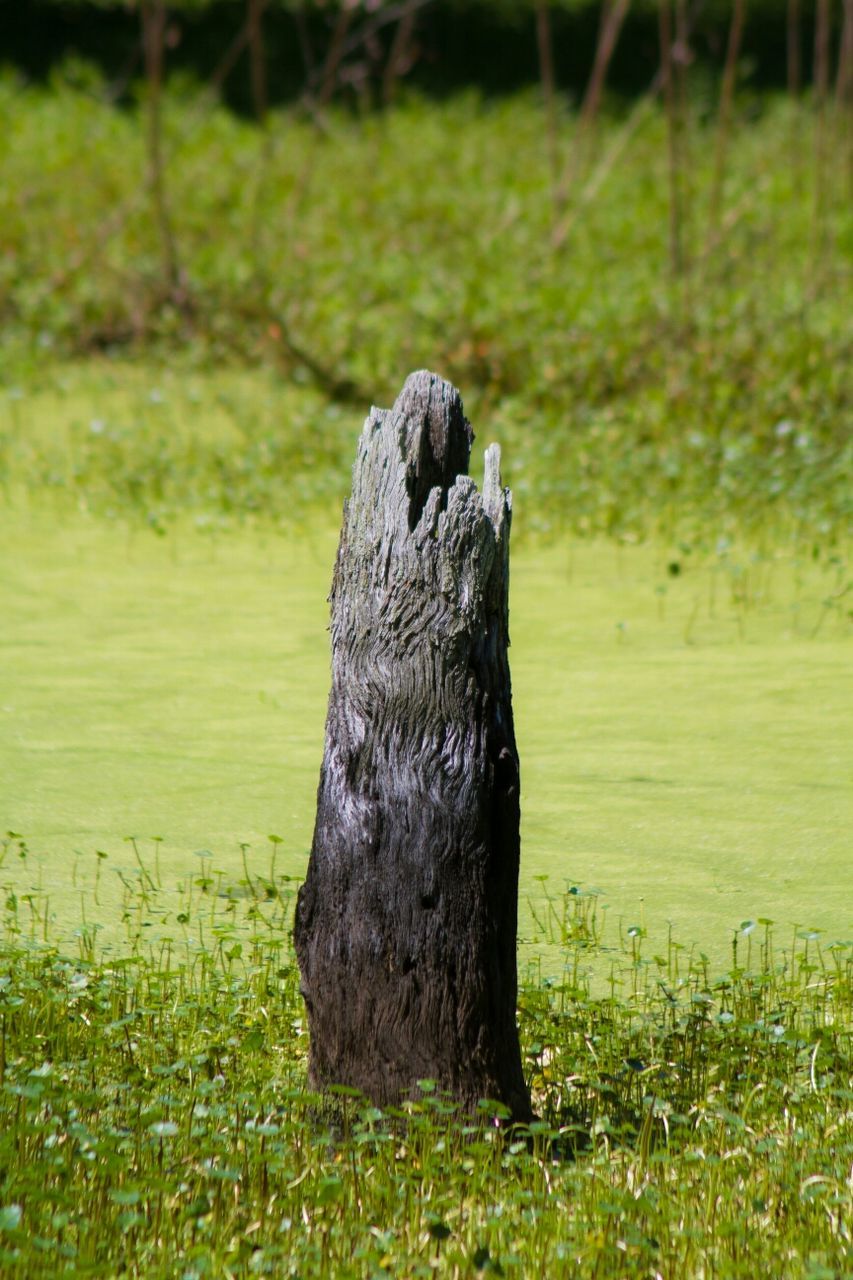 Tree stump on grassy field