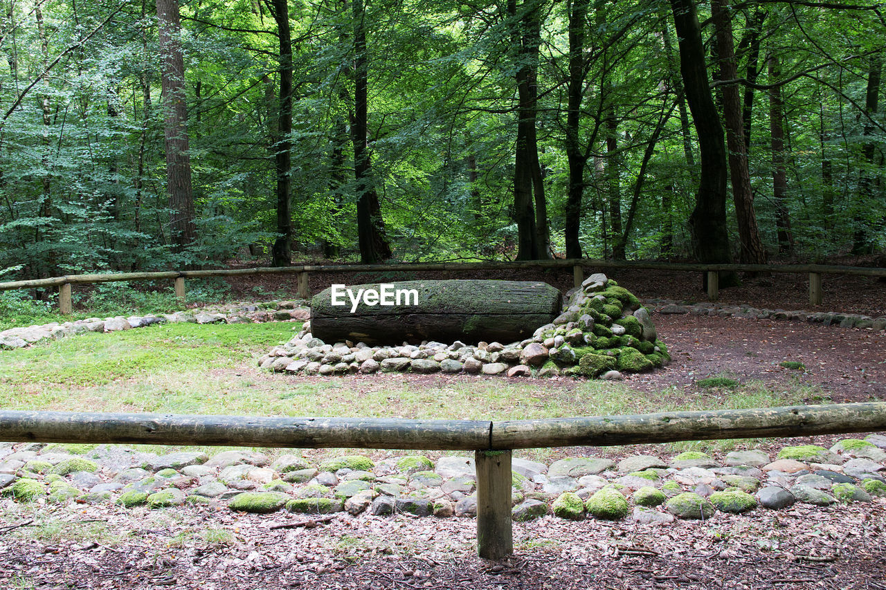 TREES AND FOREST IN PARK