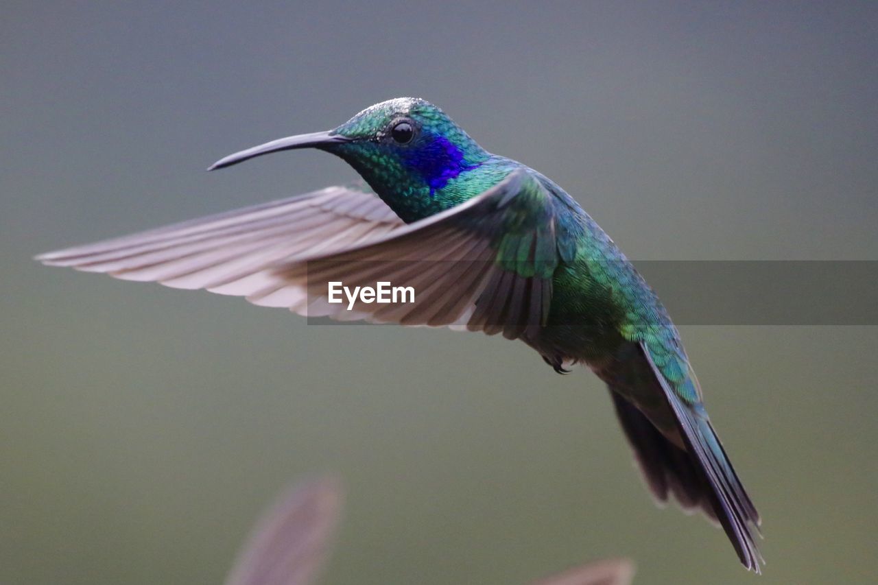 CLOSE-UP OF BIRD FLYING AGAINST SKY