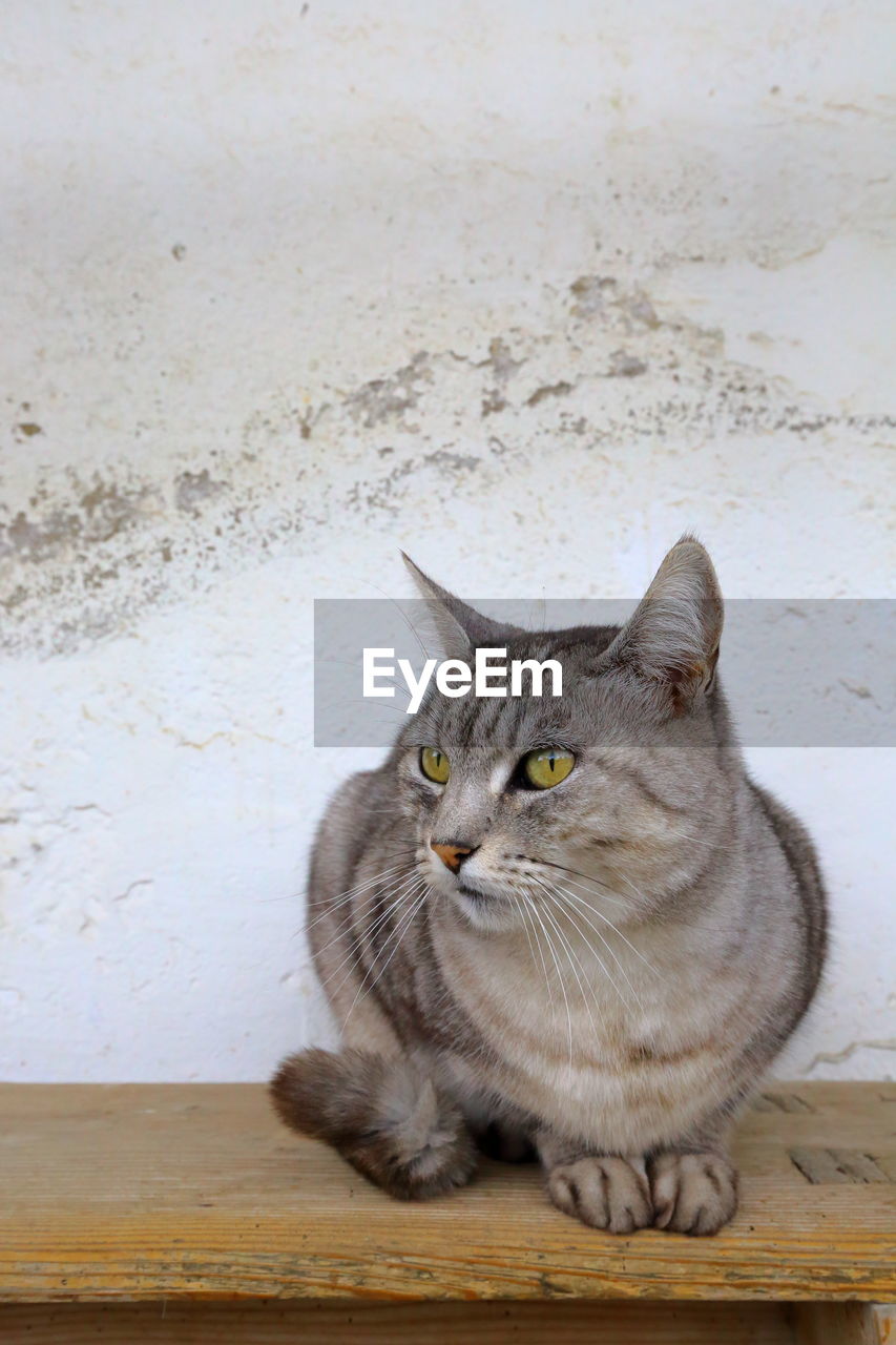 CLOSE-UP PORTRAIT OF CAT SITTING