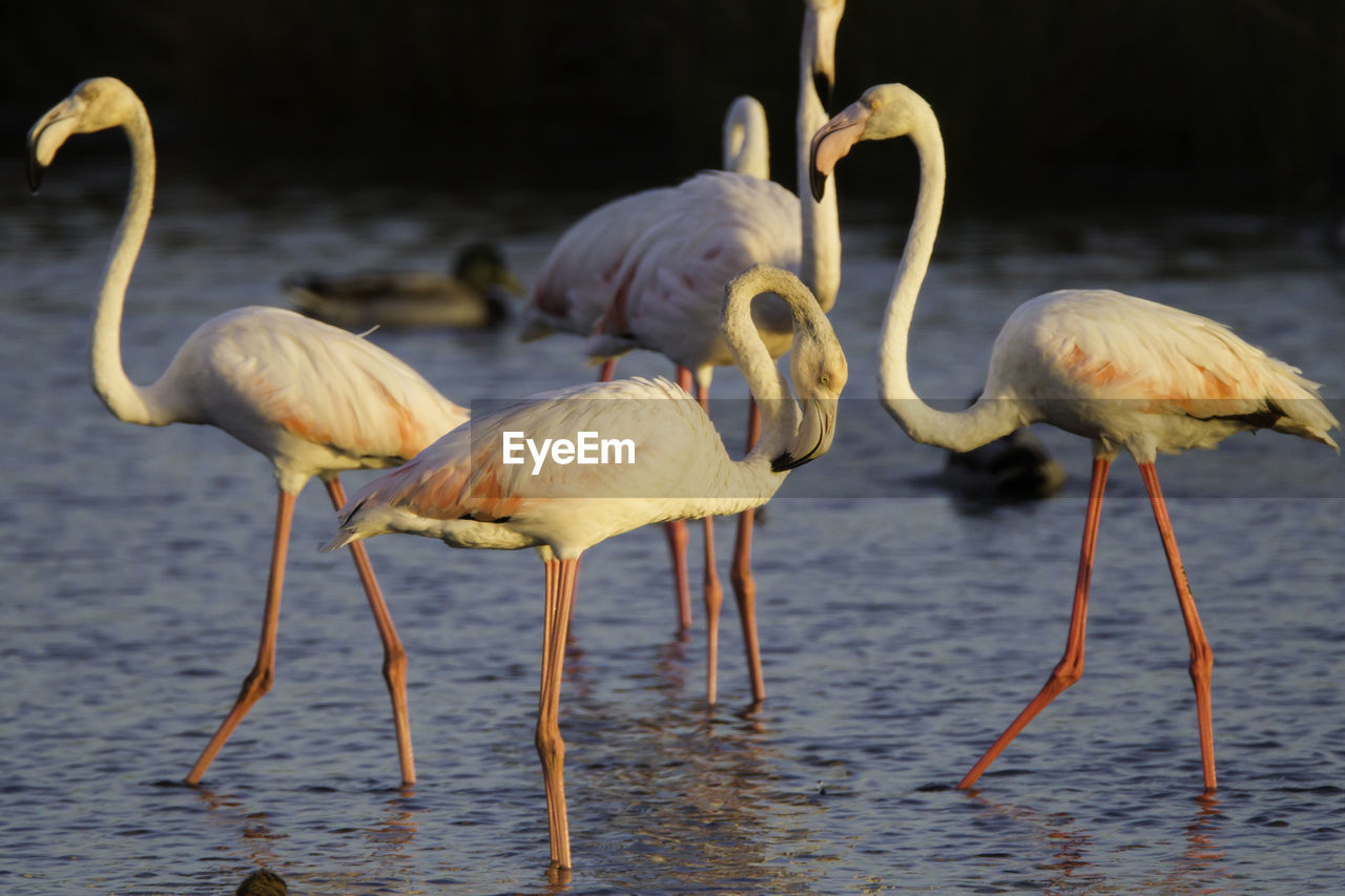 Flamingo birds in shallow water