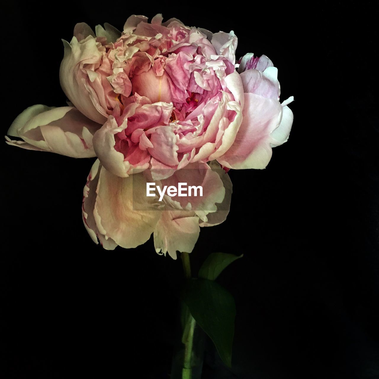 Close-up of pink rose blooming against black background