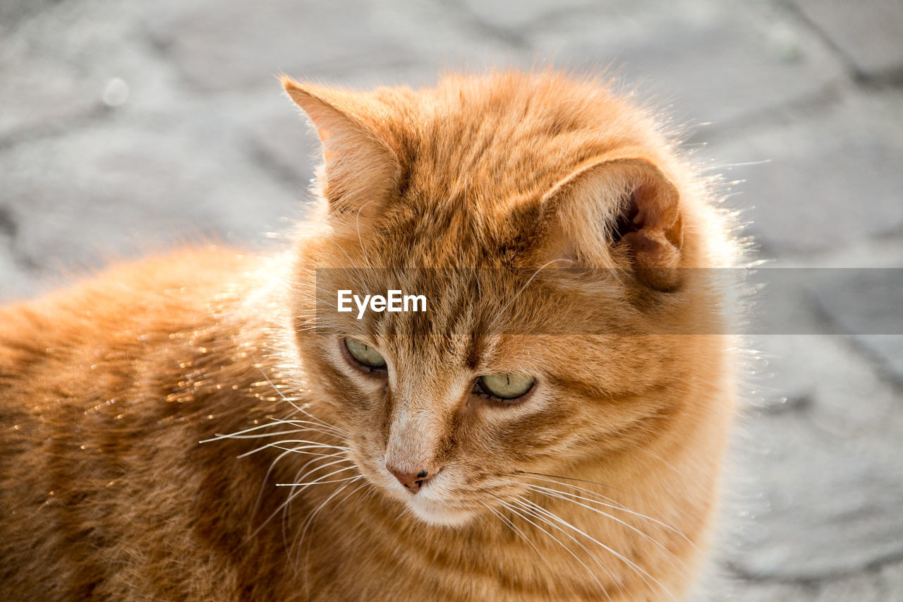 Close-up portrait of a cat