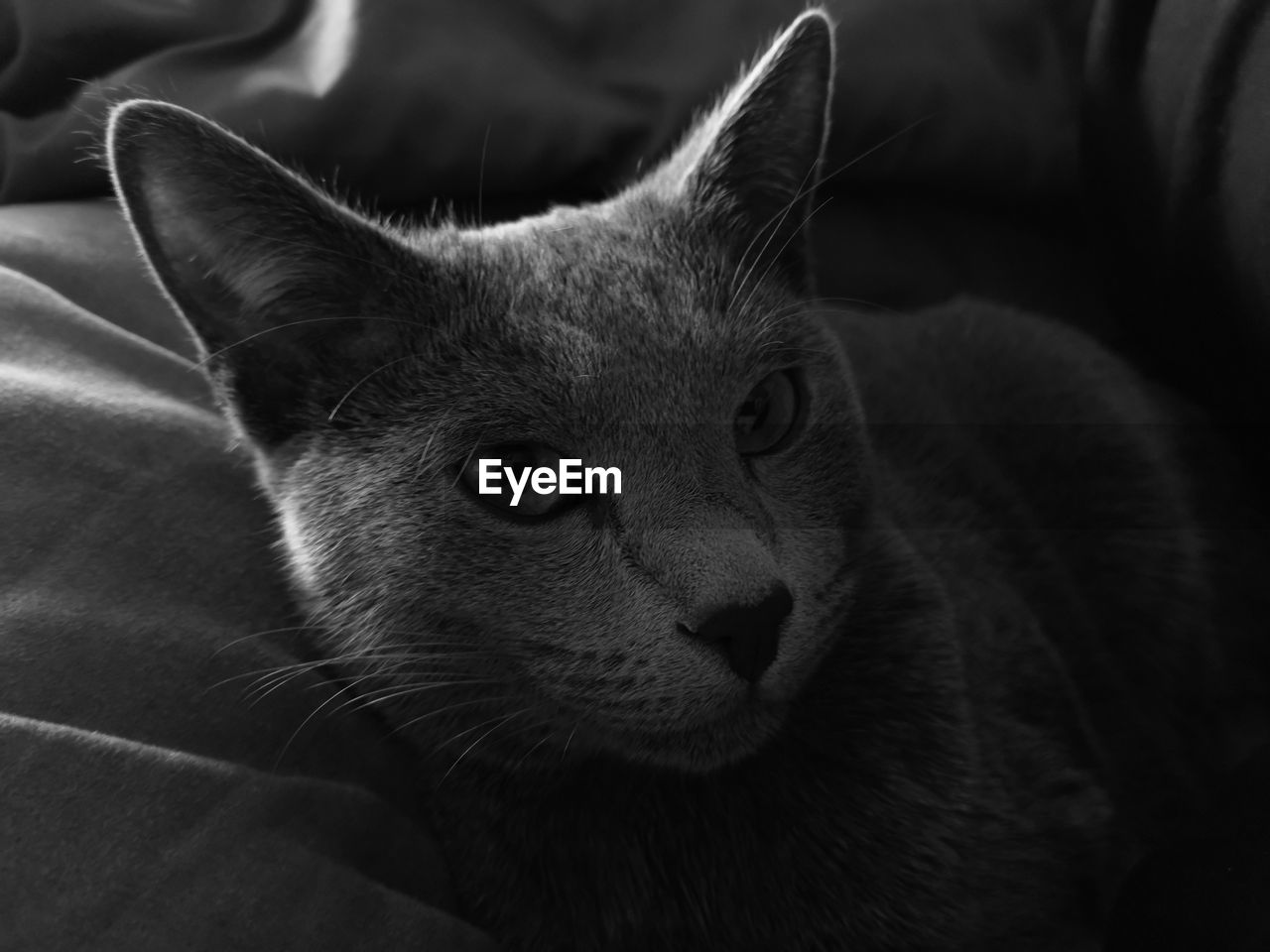 CLOSE-UP OF TABBY CAT