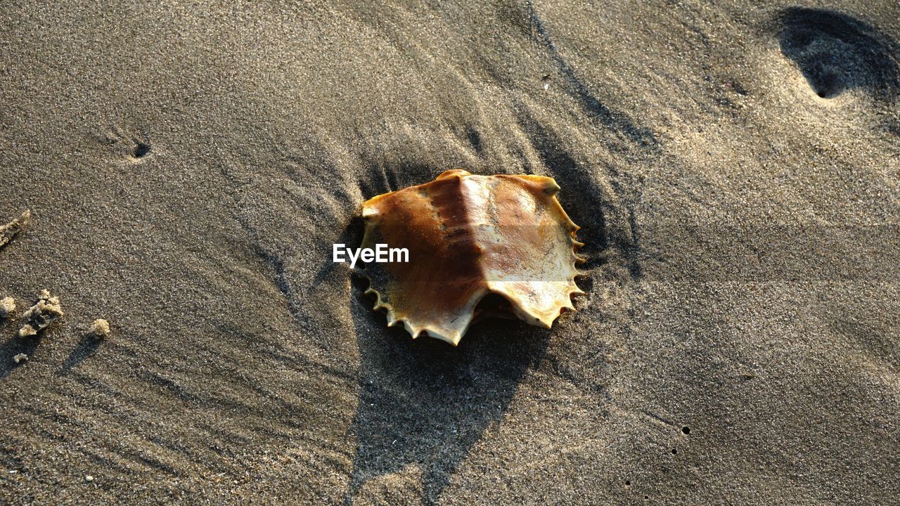 Seashell on beach