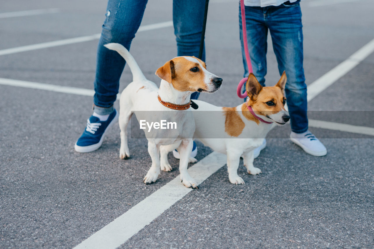 Low section of man with dog on road