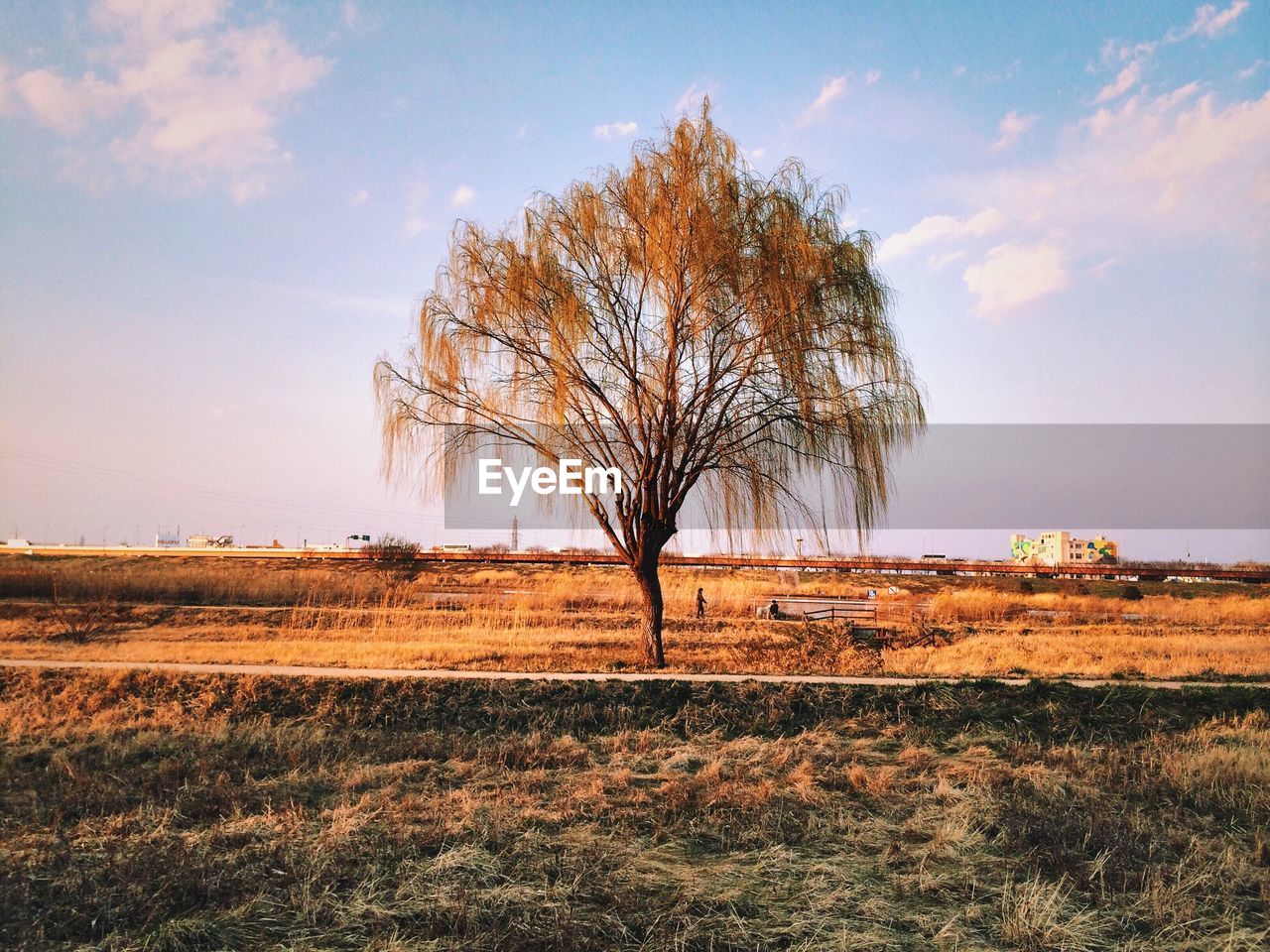 View of lone tree on landscape against sky