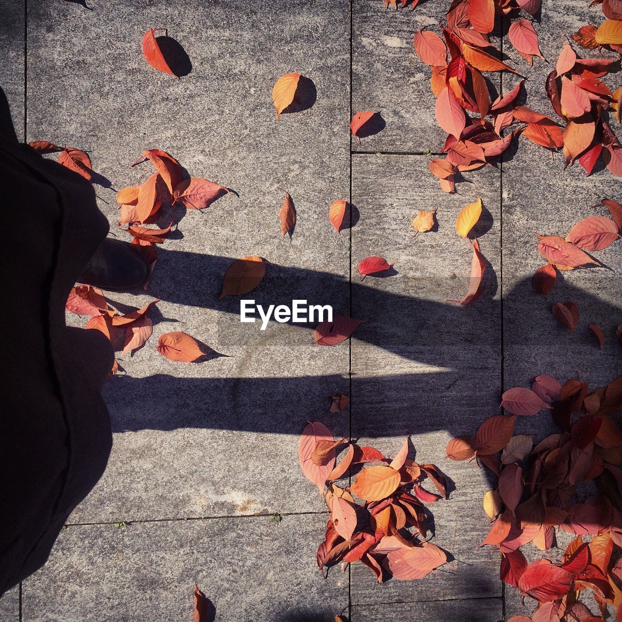 Shadow of  woman legs on maple leaves during autumn