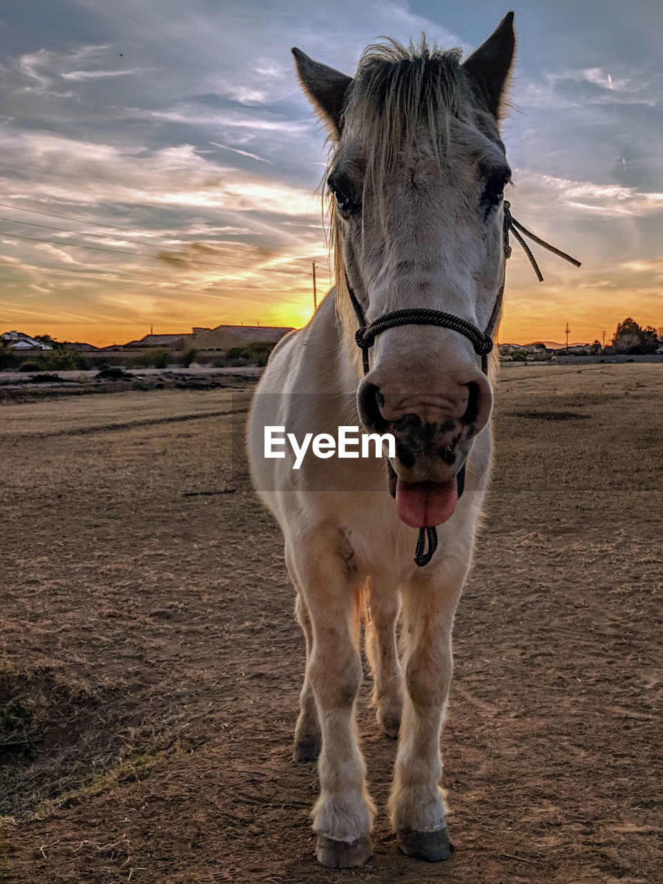 Portrait of horse standing on field during sunset