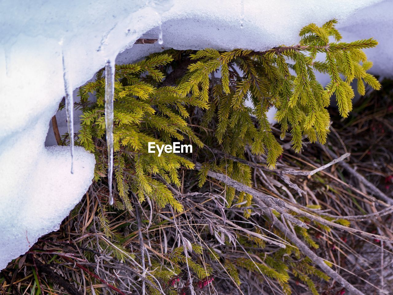 CLOSE-UP OF FROZEN PLANTS ON FIELD