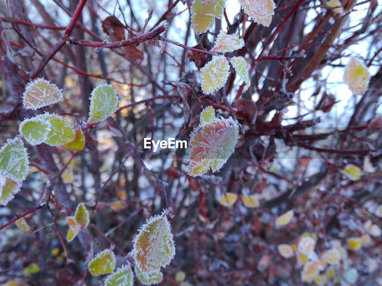 Close-up of snow on tree during autumn