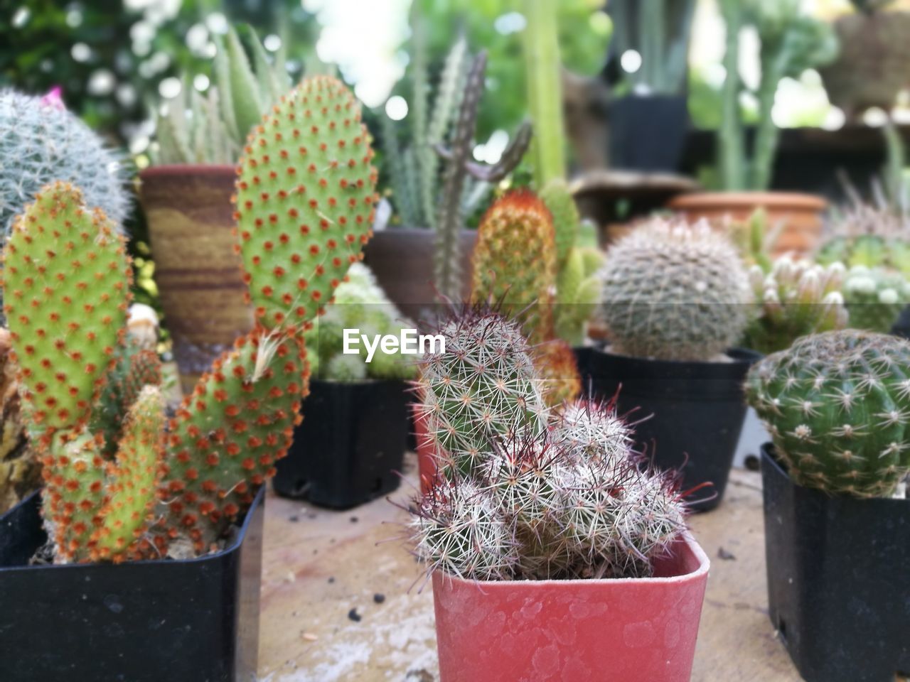 CLOSE-UP OF CACTUS PLANTS IN POT