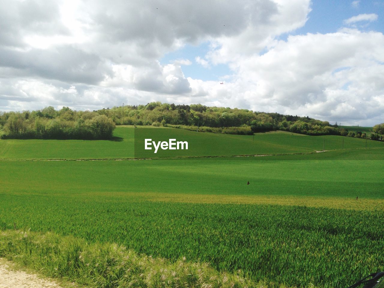 Crop in fields