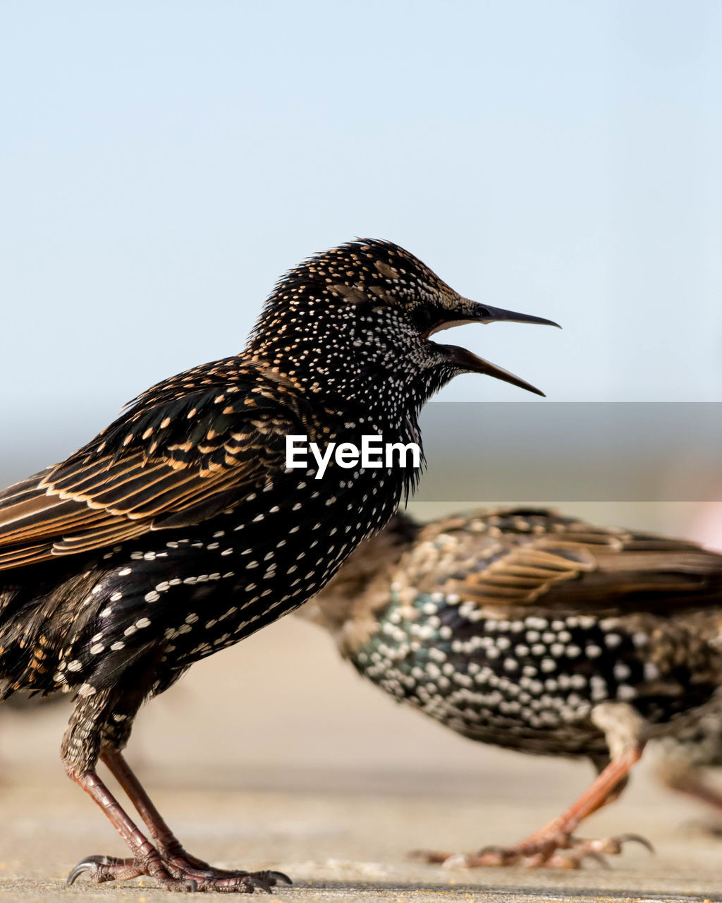 animal themes, animal, bird, animal wildlife, wildlife, no people, beak, starling, one animal, full length, nature, side view, close-up, focus on foreground, day, outdoors, sandpiper