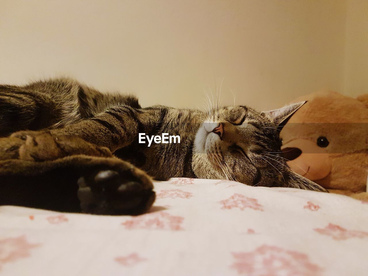 CLOSE-UP OF A CAT SLEEPING ON BED