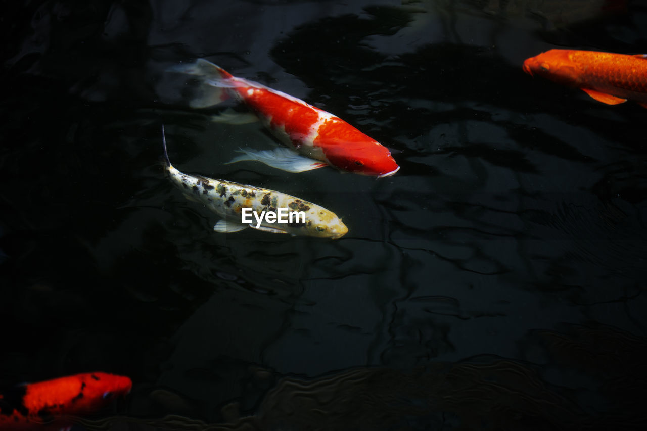 HIGH ANGLE VIEW OF KOI FISH IN WATER