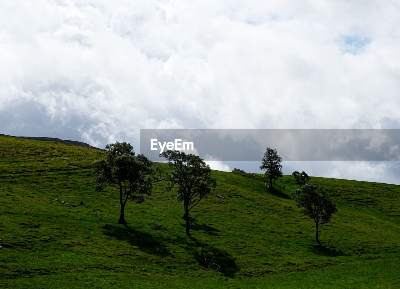 Trees on field against sky