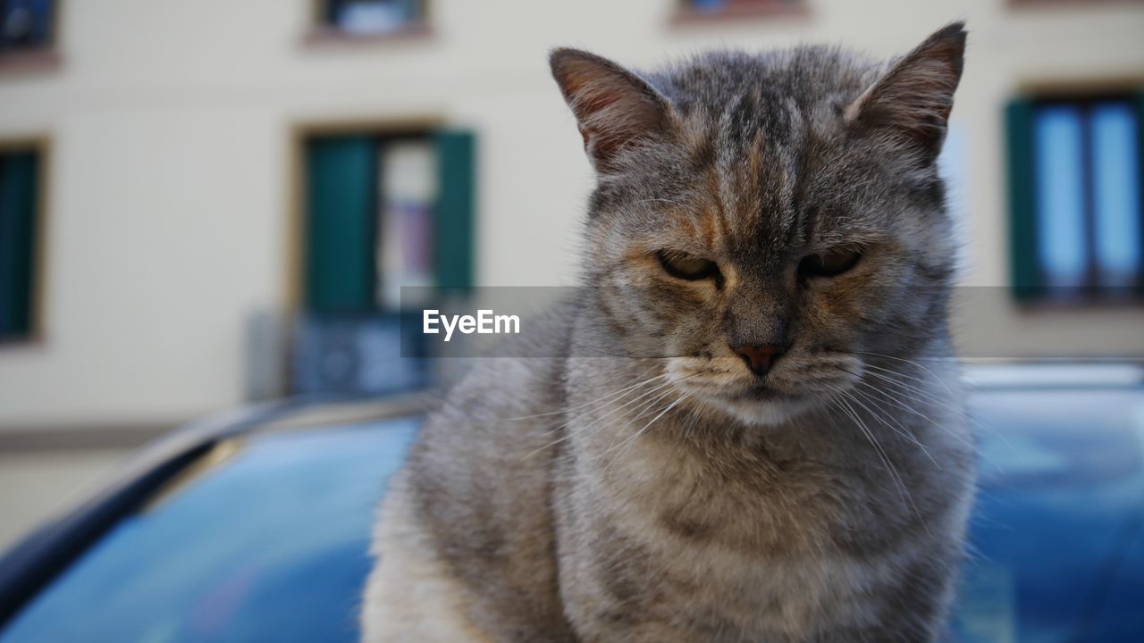 animal, animal themes, mammal, pet, cat, domestic animals, one animal, domestic cat, feline, whiskers, focus on foreground, close-up, small to medium-sized cats, no people, carnivore, felidae, window, animal body part, portrait, relaxation, looking, tabby cat, car, indoors, day