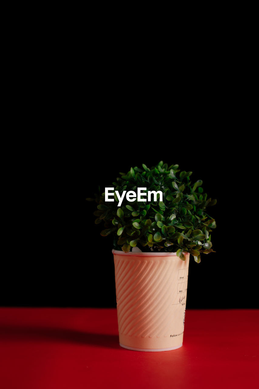 Close-up of potted plant against black background