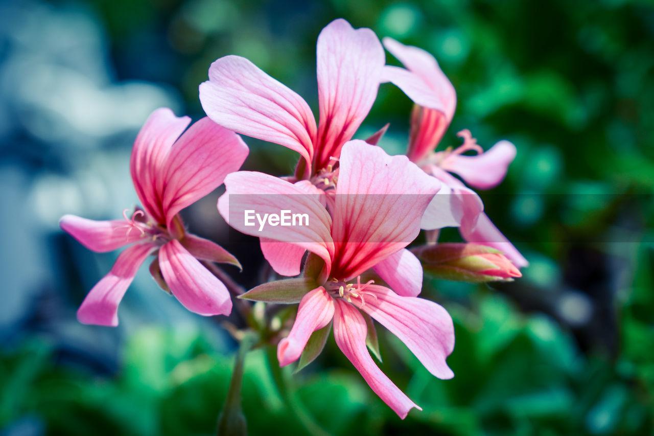 Close-up of pink flowers blooming outdoors