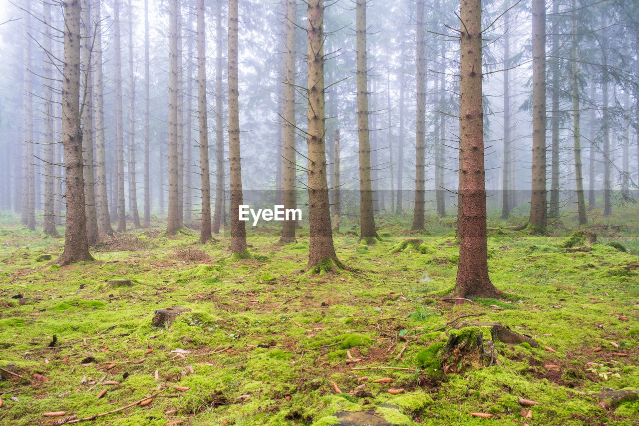 Mossy spruce forest with fog