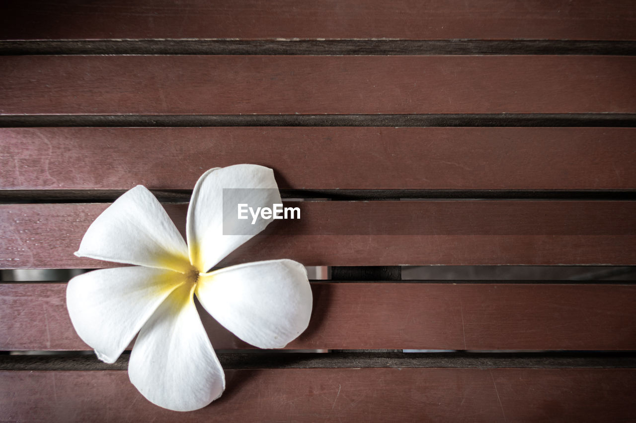 CLOSE-UP OF WHITE FRANGIPANI FLOWER