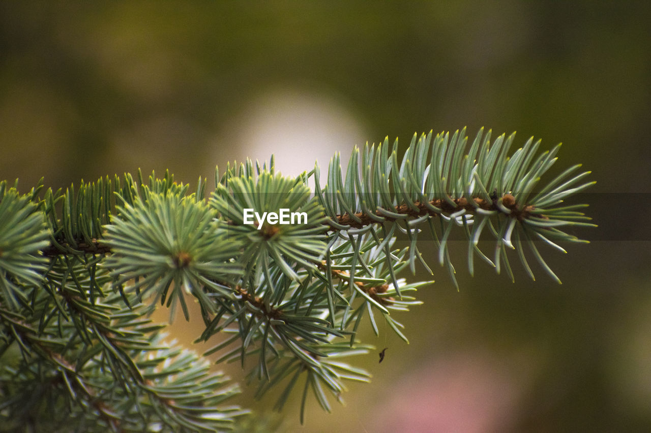 Close-up of pine tree