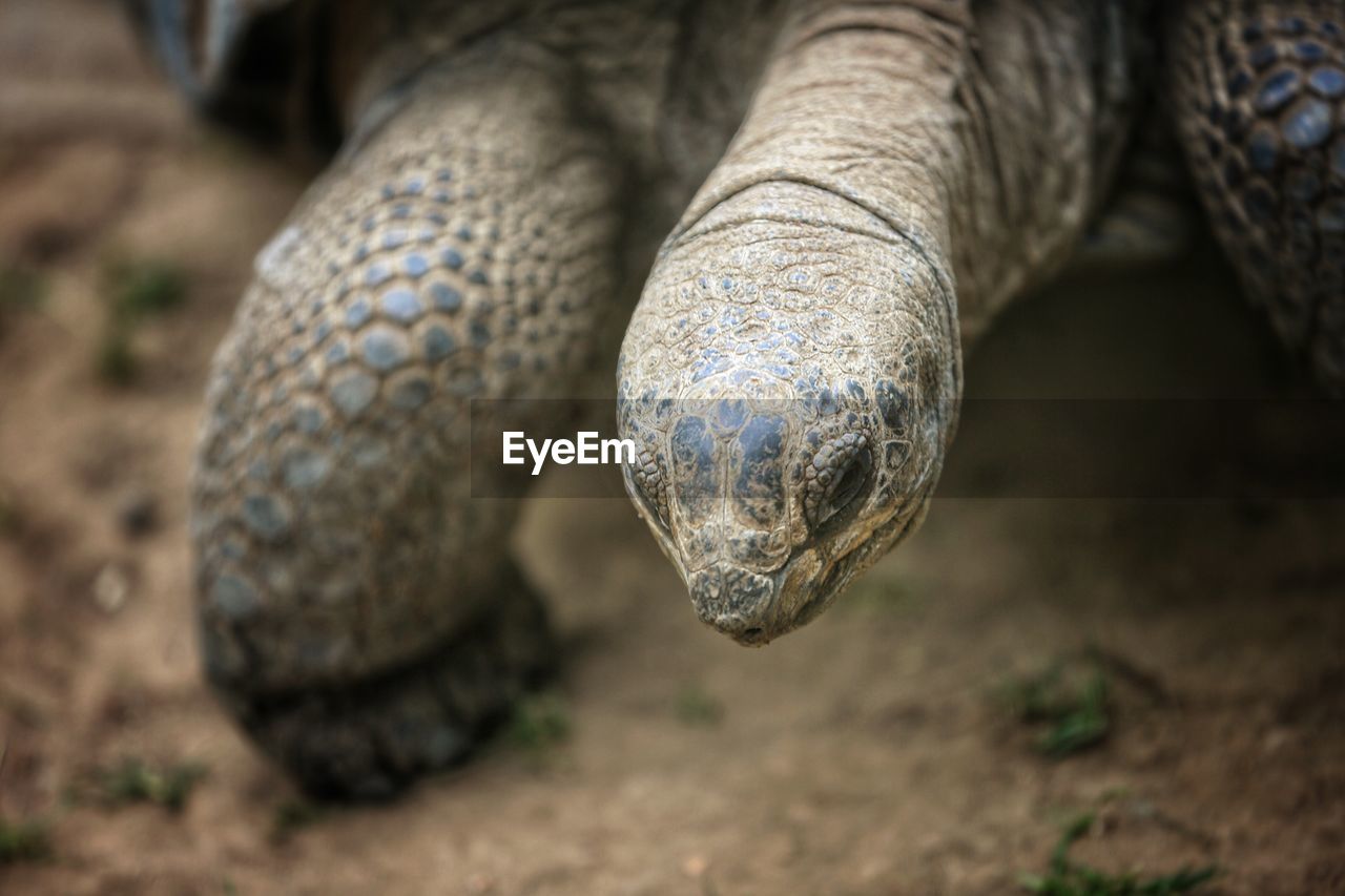 CLOSE-UP OF LIZARD ON LEAF