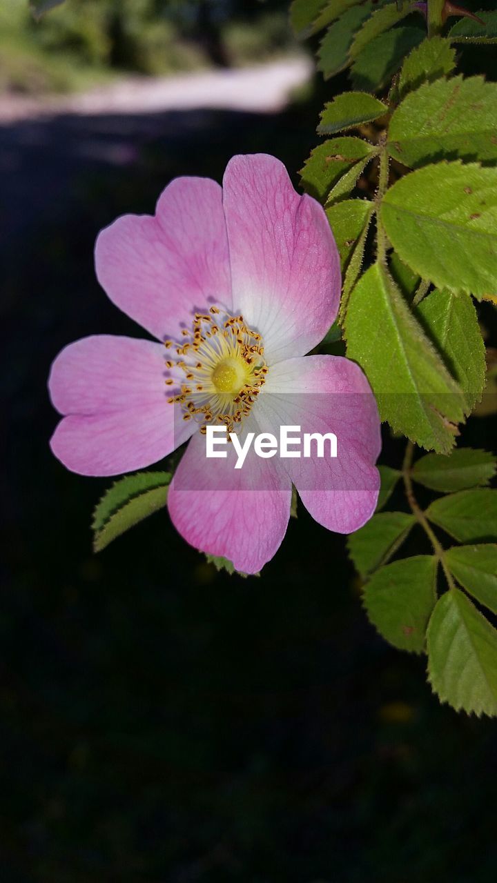 CLOSE-UP OF PINK FLOWERS BLOOMING