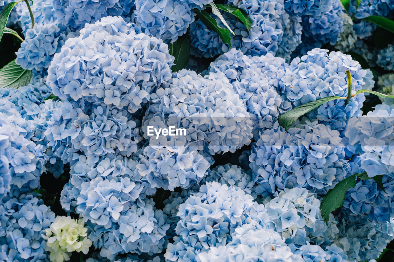 High angle view of purple hydrangea plant