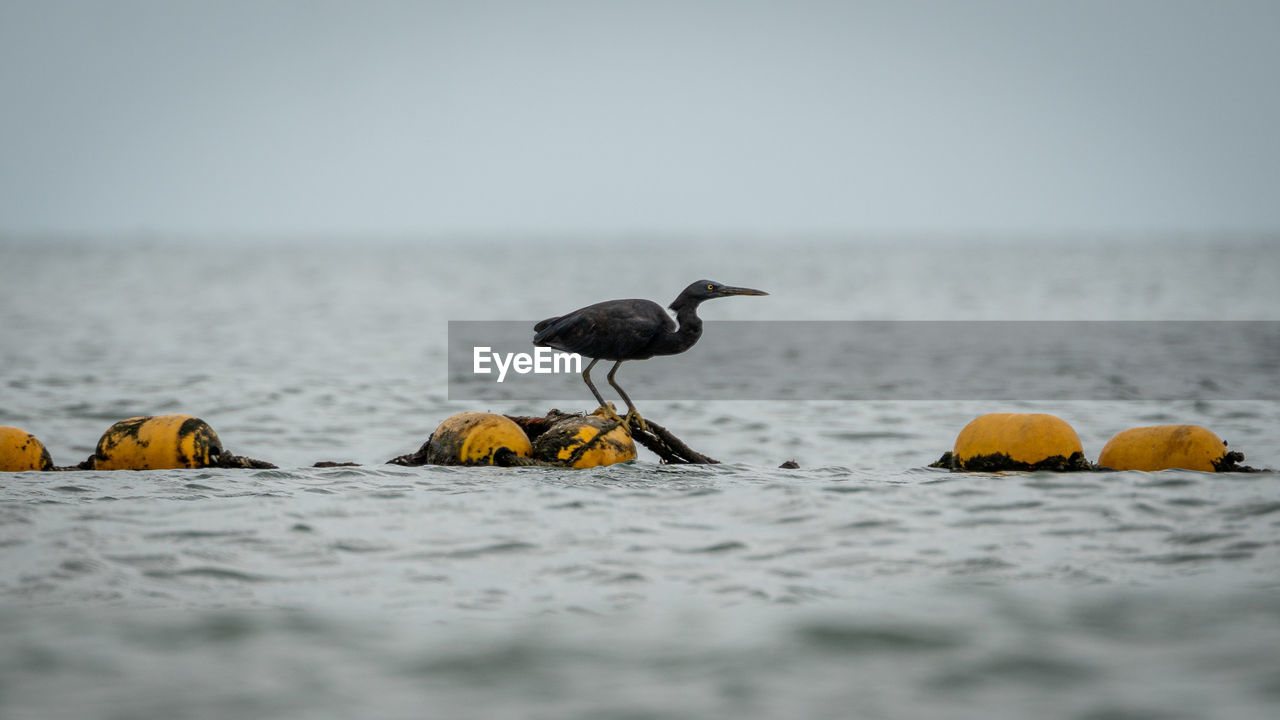 Pacific reef heron grey morph perched on buoy