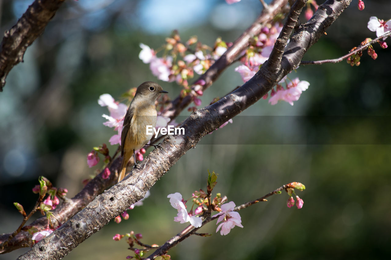 Close-up of bird perching on tree