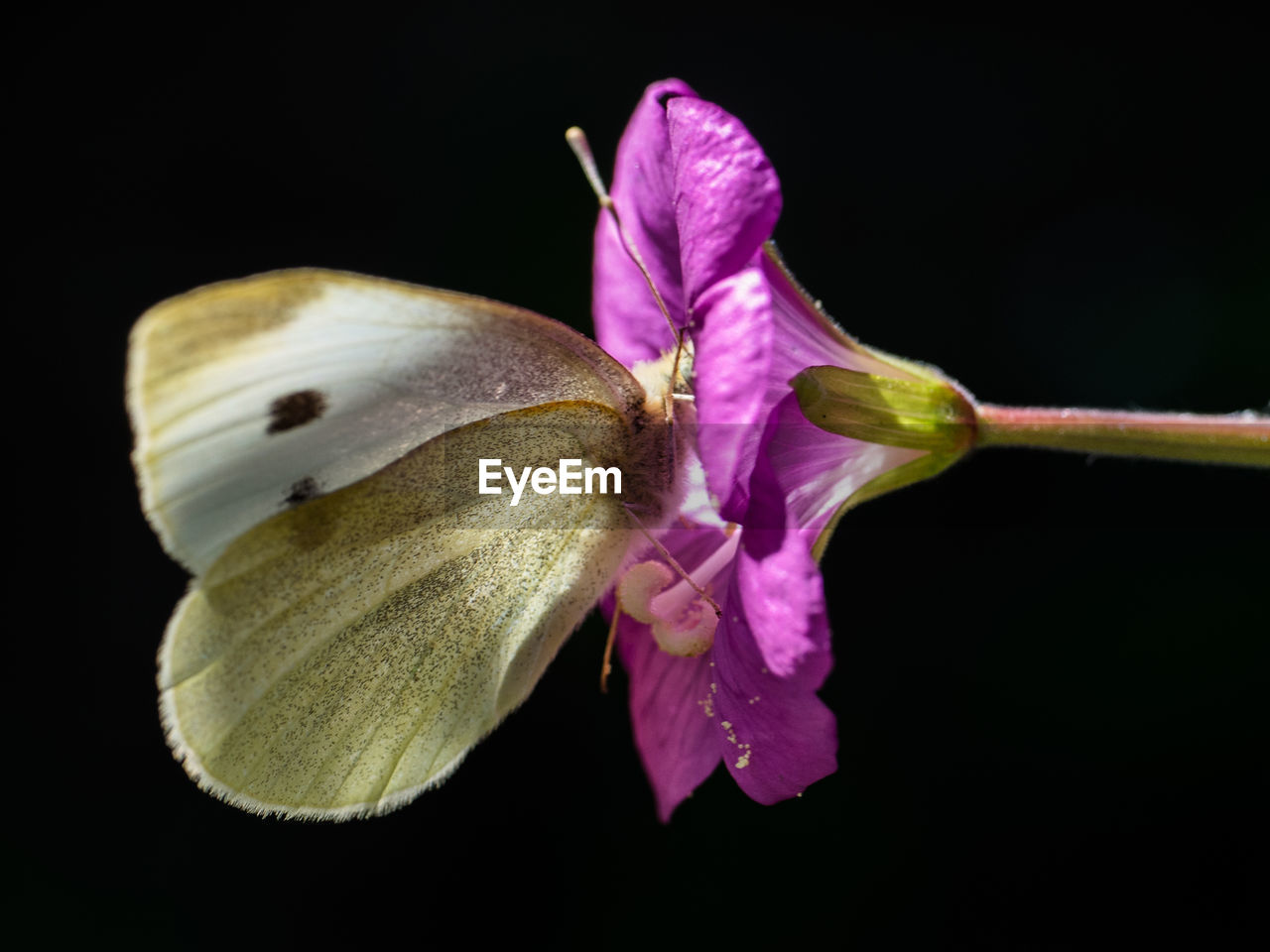 Macro shot of butterfly perching on purple flower against black background