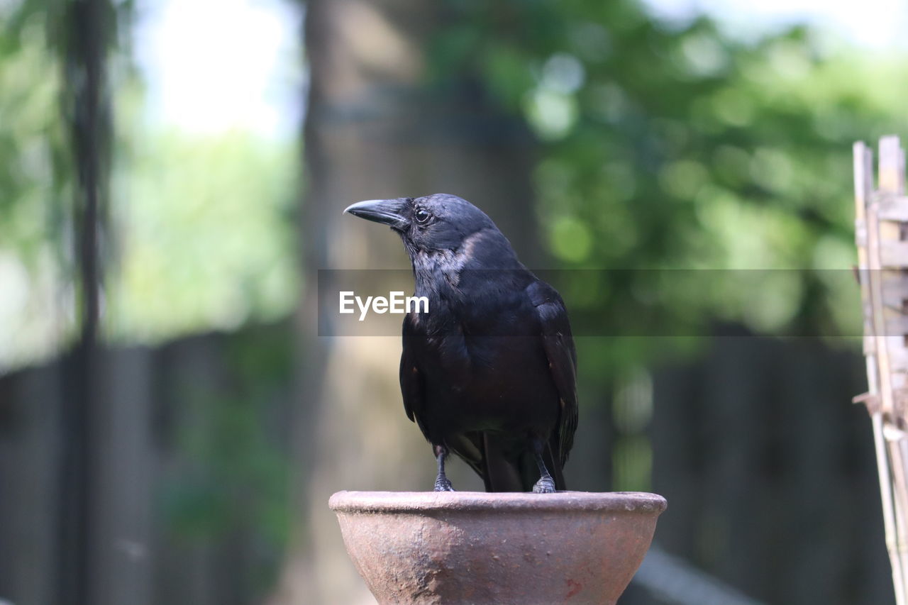 animal, animal themes, bird, animal wildlife, one animal, wildlife, perching, black, focus on foreground, day, no people, nature, crow, outdoors, crow-like bird, raven, plant, tree, close-up