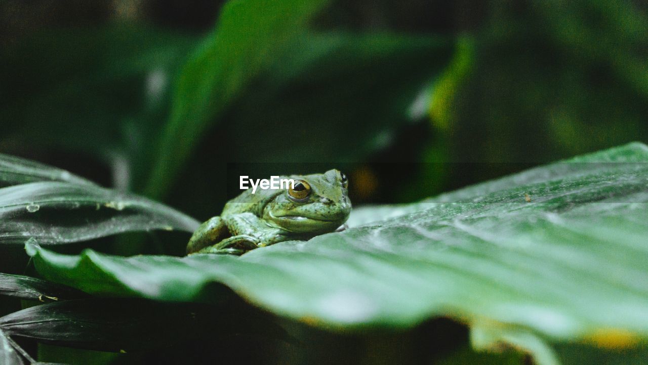 Close-up of frog on leaf