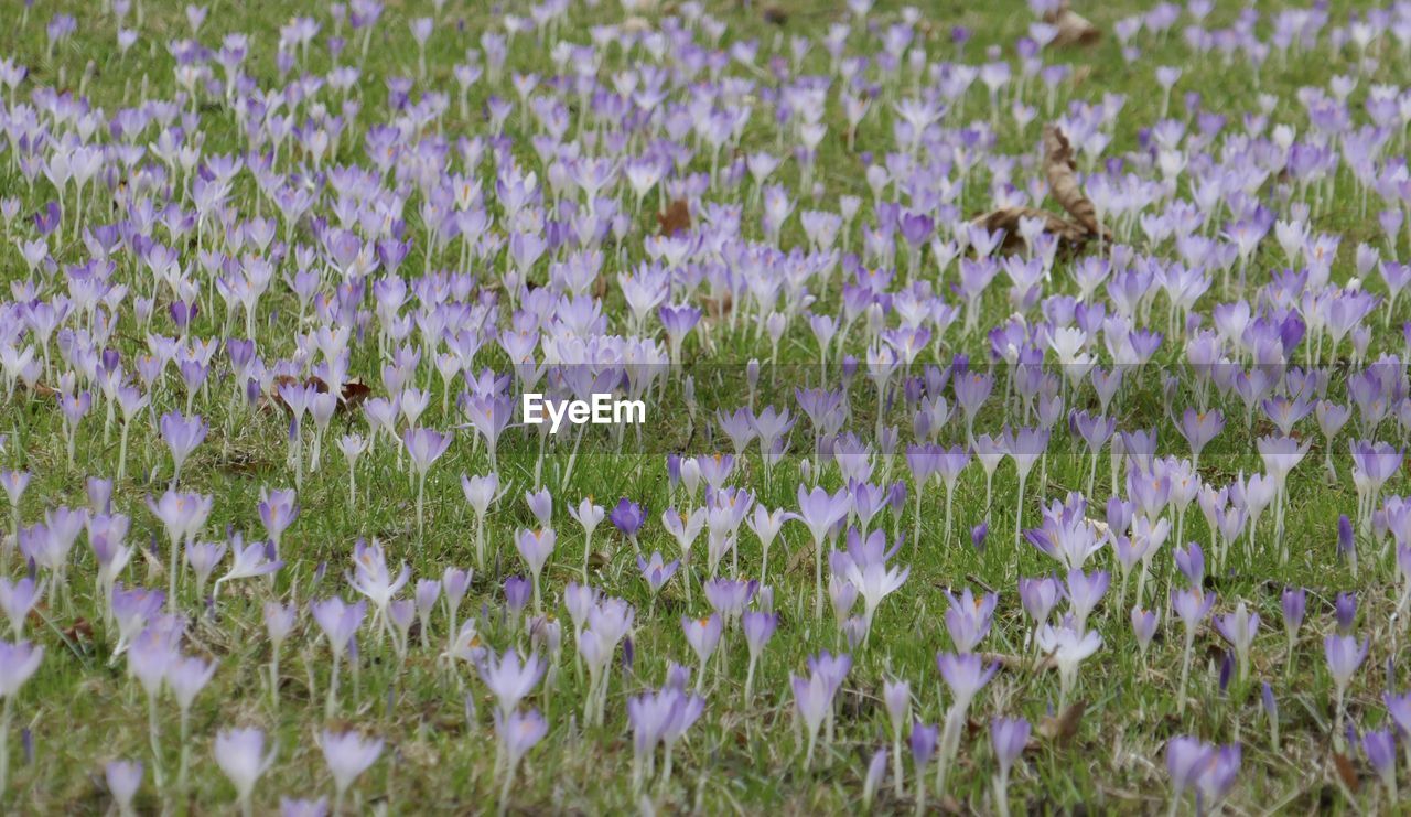 plant, flower, flowering plant, growth, beauty in nature, field, freshness, land, fragility, purple, nature, no people, meadow, day, prairie, wildflower, lavender, grass, grassland, tranquility, close-up, petal, outdoors, natural environment, full frame, green, flower head, landscape, abundance, backgrounds, springtime