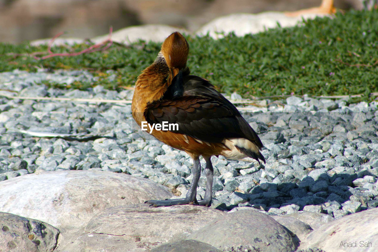 Side view of bird preening on rock