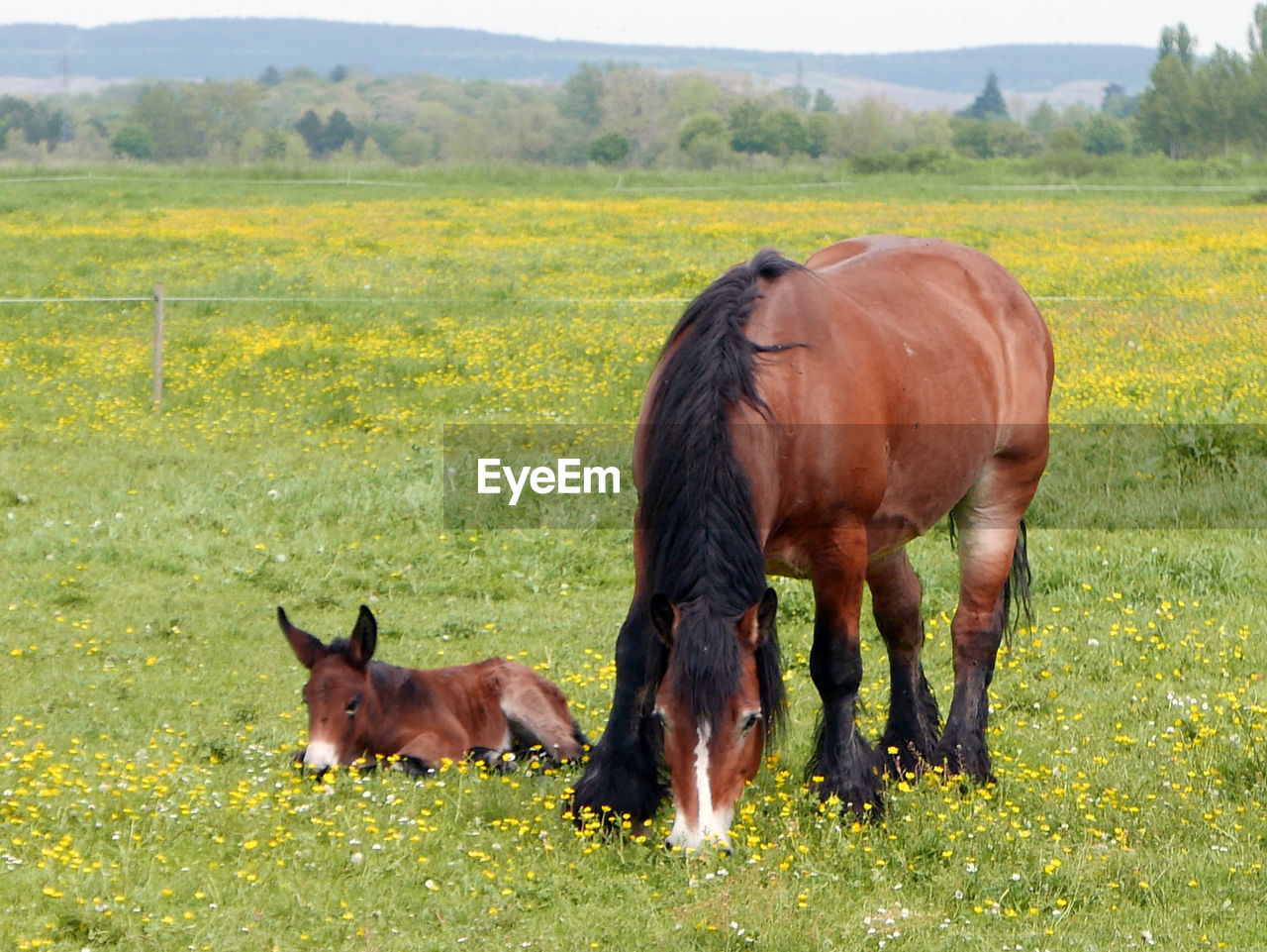 Horse with foal grazing on grassy field