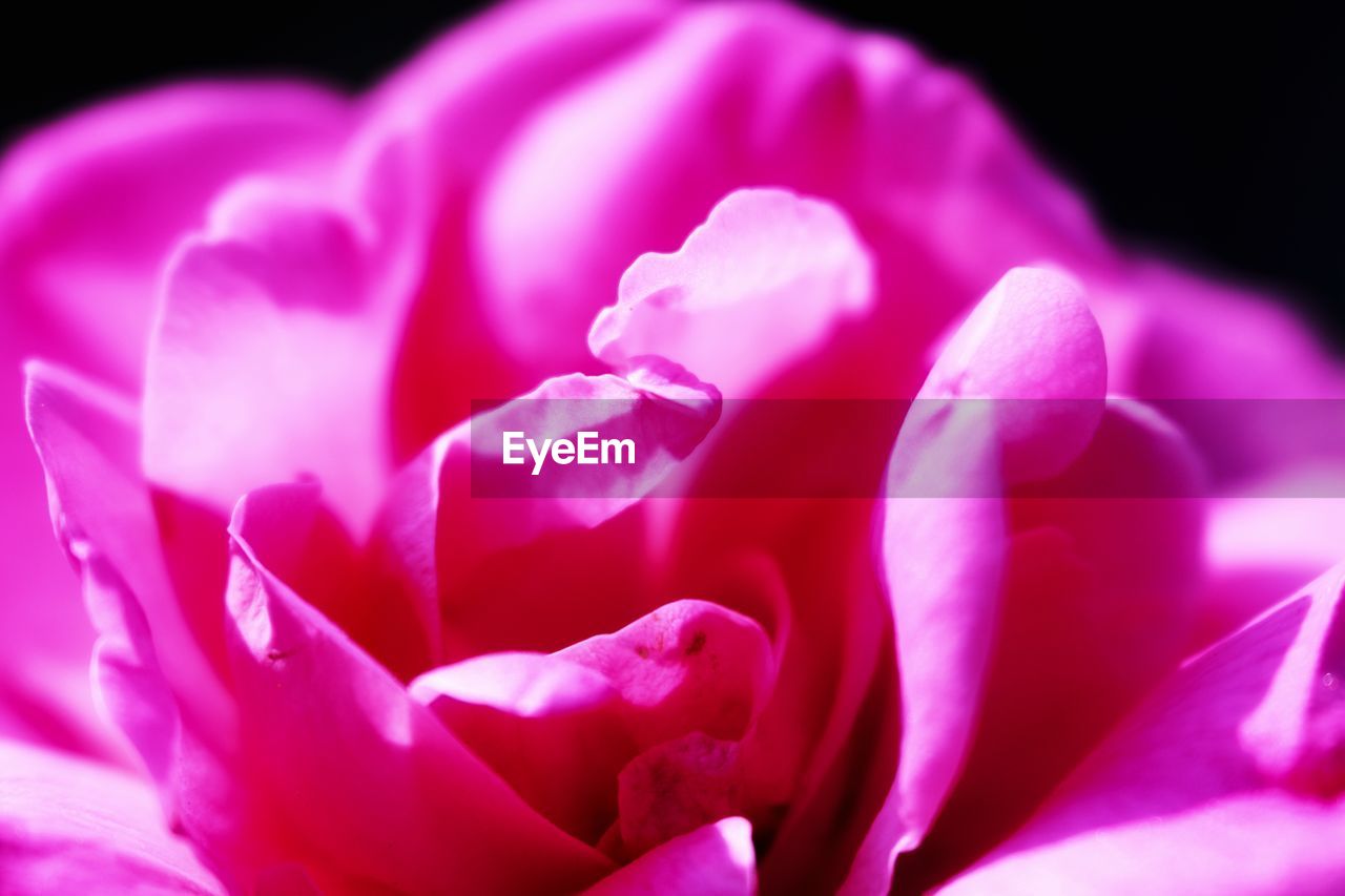 Close-up of pink rose flower against black background