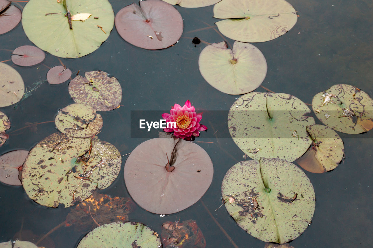 HIGH ANGLE VIEW OF LOTUS LEAVES IN POND