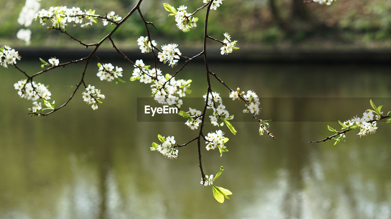 Close-up of flowers against blurred background