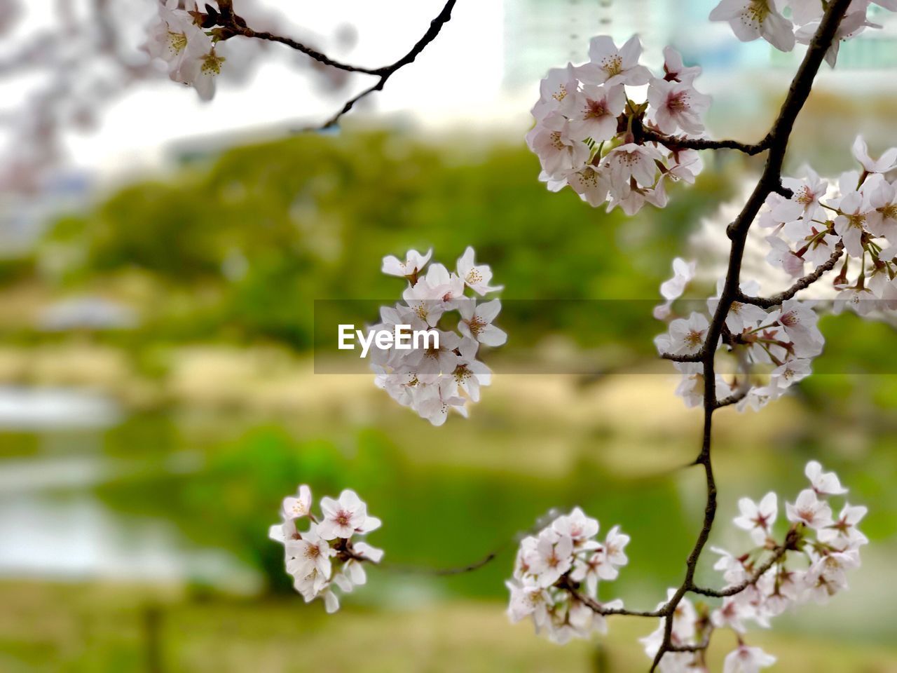 CLOSE-UP OF FRESH WHITE FLOWERS BLOOMING IN TREE