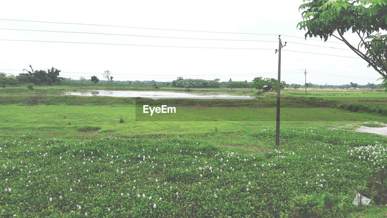 TREES ON GRASSY FIELD