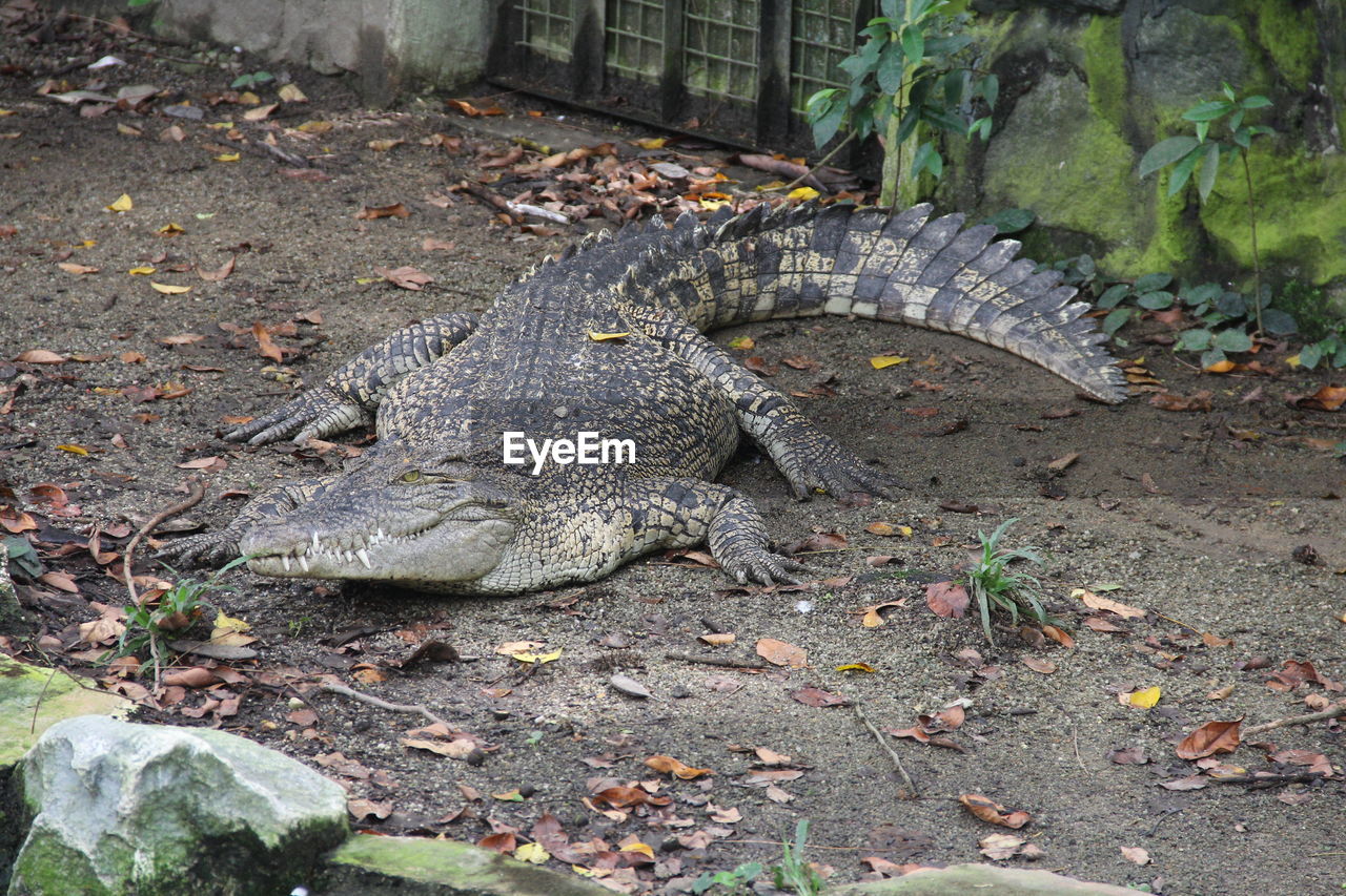 CLOSE-UP OF CROCODILE ON GROUND