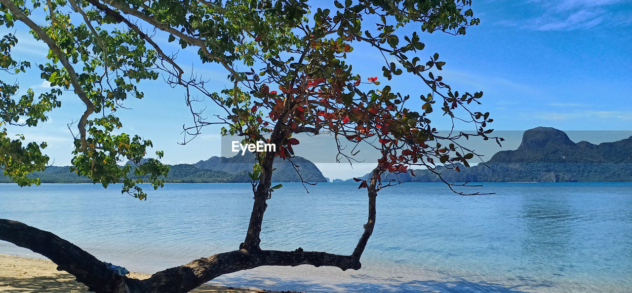 SCENIC VIEW OF SEA BY TREE AGAINST SKY