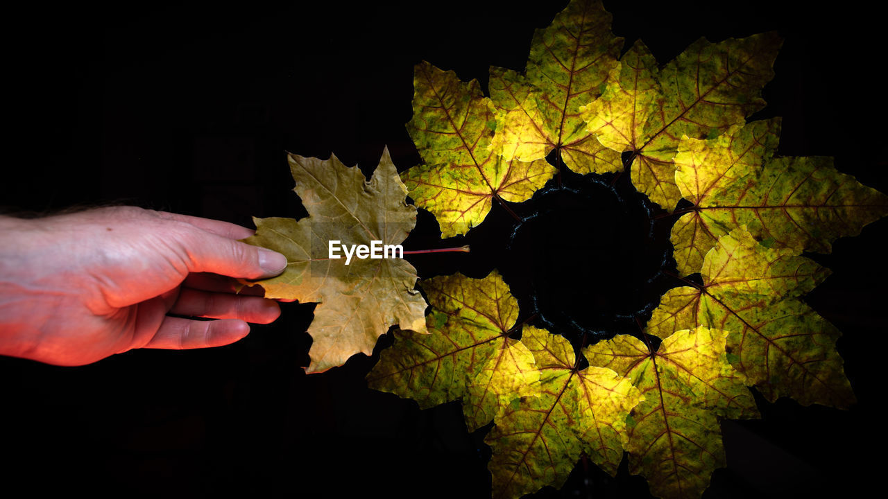 CLOSE-UP OF PERSON HAND HOLDING MAPLE LEAVES