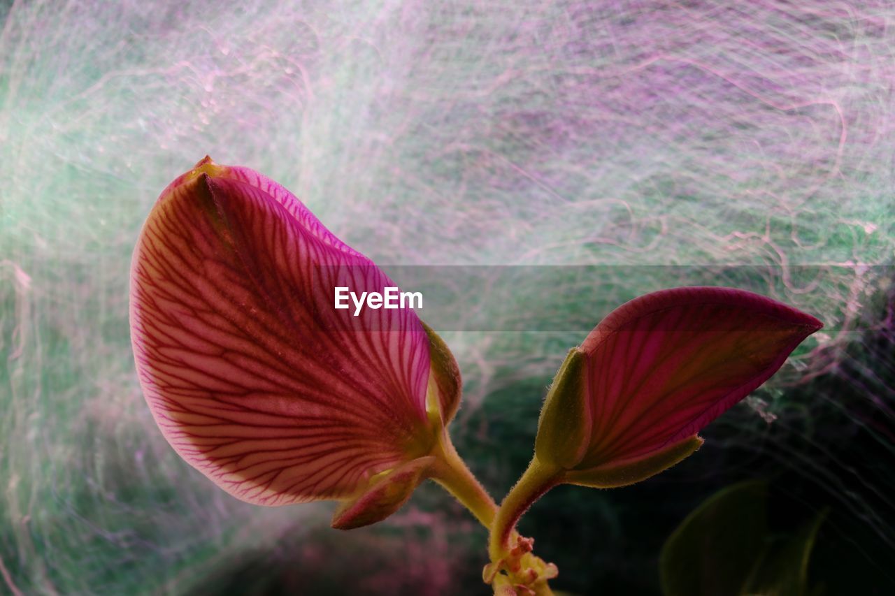 CLOSE-UP OF PINK HIBISCUS FLOWER