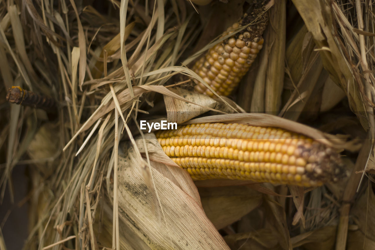 CLOSE-UP OF FRESH CORN IN FARM