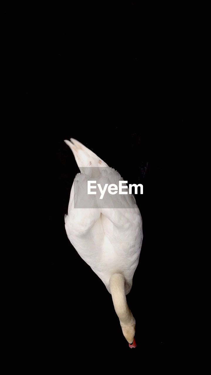 Directly above shot of swan swimming on lake at night